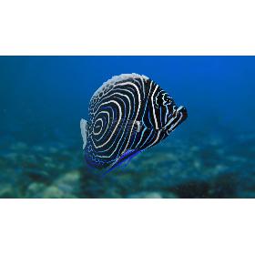 3D Emperor Angelfish Animated